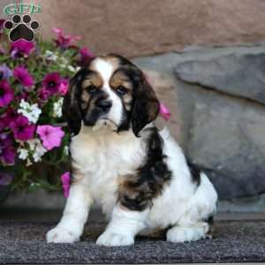 Rachel, Cocker Spaniel Puppy