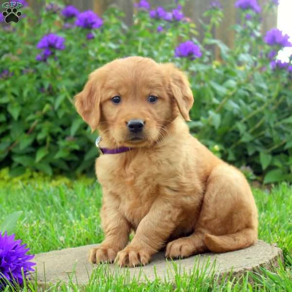 Rachia, Golden Retriever Puppy