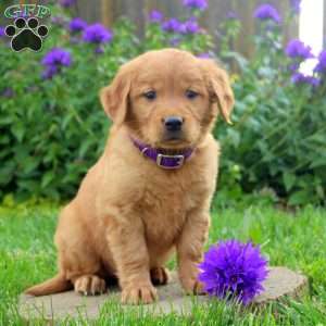 Rachia, Golden Retriever Puppy