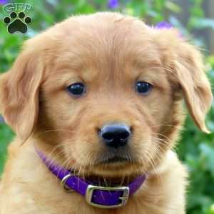 Rachia, Golden Retriever Puppy