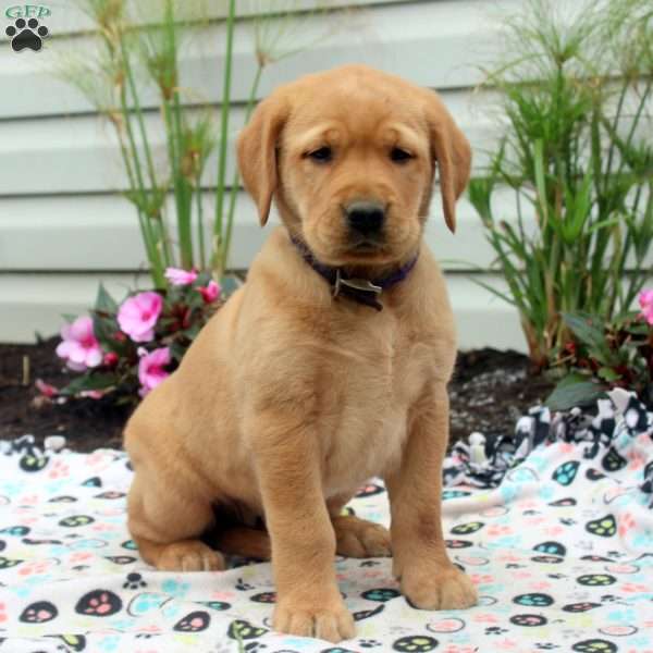 Radish, Golden Labrador Puppy