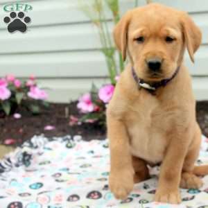 Radish, Golden Labrador Puppy
