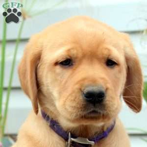 Radish, Golden Labrador Puppy
