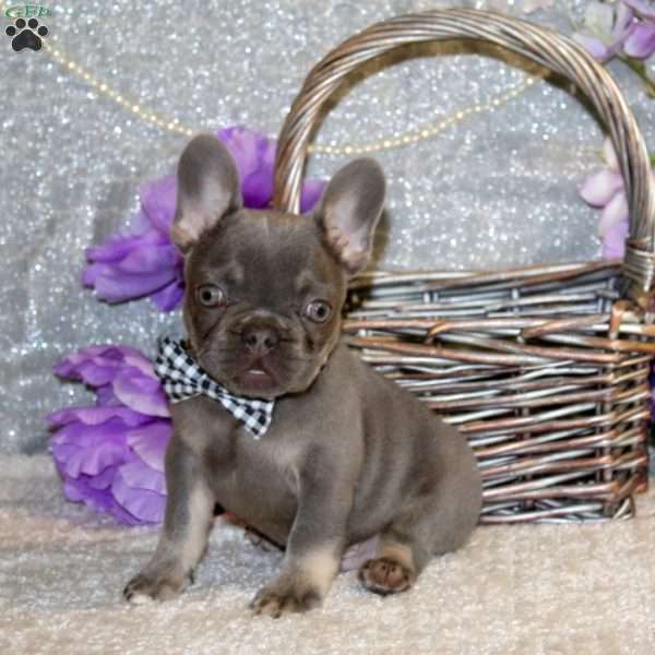 Raging Eagle, French Bulldog Puppy