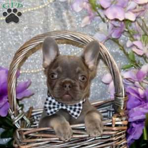 Raging Eagle, French Bulldog Puppy