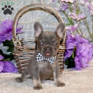 Raging Eagle, French Bulldog Puppy