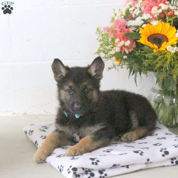 Rainbow, German Shepherd Puppy