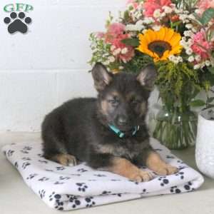Rainbow, German Shepherd Puppy