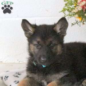 Rainbow, German Shepherd Puppy
