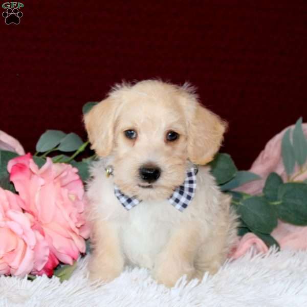 Raleigh, Mini Schnoodle Puppy