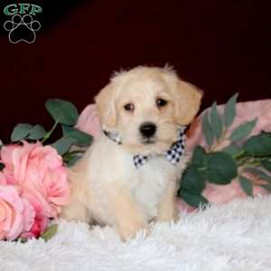 Raleigh, Mini Schnoodle Puppy