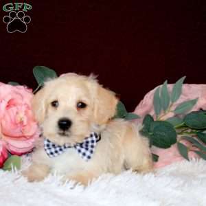 Raleigh, Mini Schnoodle Puppy