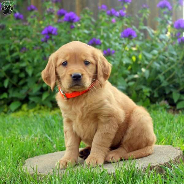 Ranae, Golden Retriever Puppy