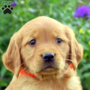 Ranae, Golden Retriever Puppy