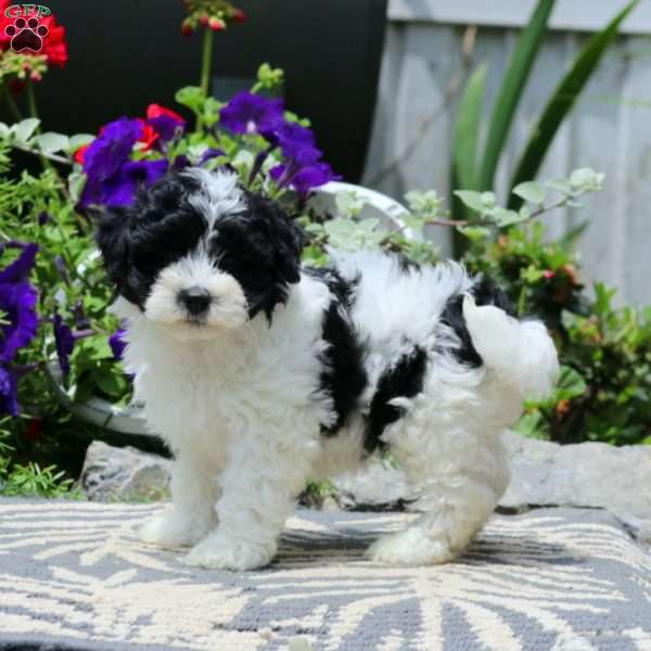 Ranae, Havapoo Puppy