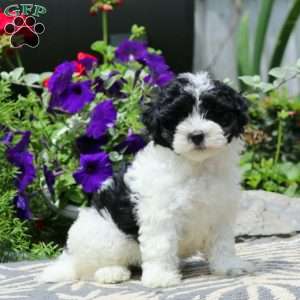 Ranae, Havapoo Puppy