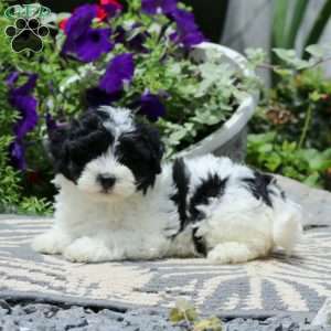 Ranae, Havapoo Puppy