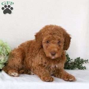 Randall, Mini Goldendoodle Puppy