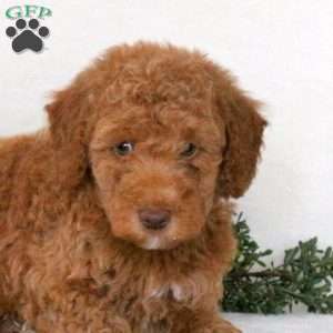 Randall, Mini Goldendoodle Puppy