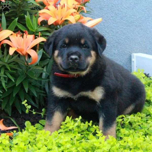 Randy, Rottweiler Puppy