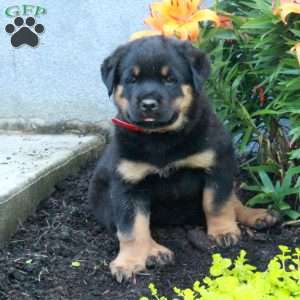 Randy, Rottweiler Puppy
