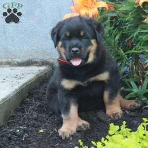Randy, Rottweiler Puppy