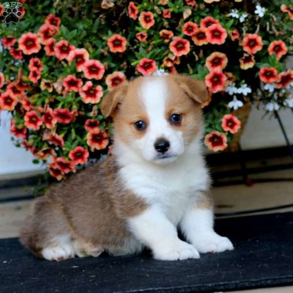 Randy, Pembroke Welsh Corgi Puppy