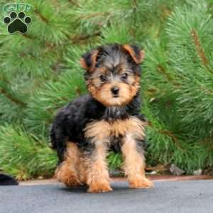 Randy, Yorkie Puppy