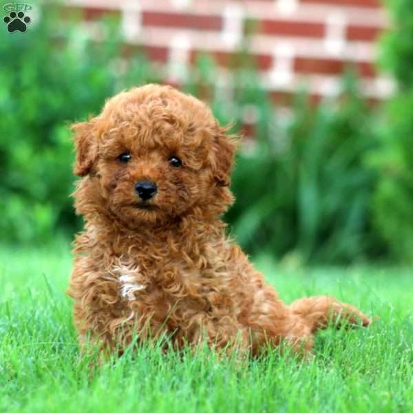 Randy, Miniature Poodle Puppy