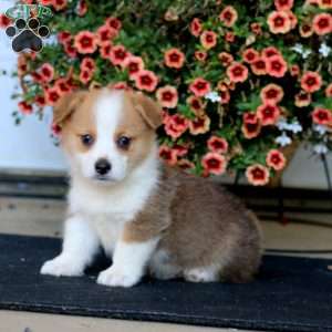 Randy, Pembroke Welsh Corgi Puppy