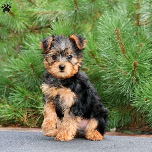 Randy, Yorkie Puppy