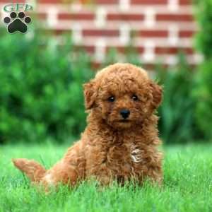 Randy, Miniature Poodle Puppy