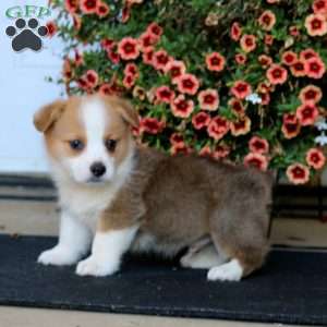 Randy, Pembroke Welsh Corgi Puppy