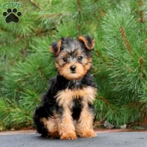 Randy, Yorkie Puppy
