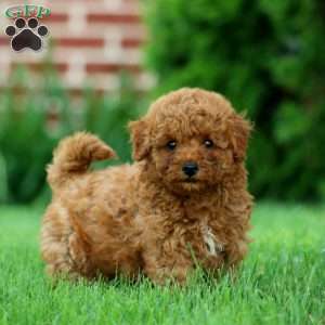 Randy, Miniature Poodle Puppy