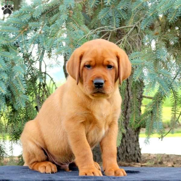 Ranger, Fox Red Labrador Retriever Puppy