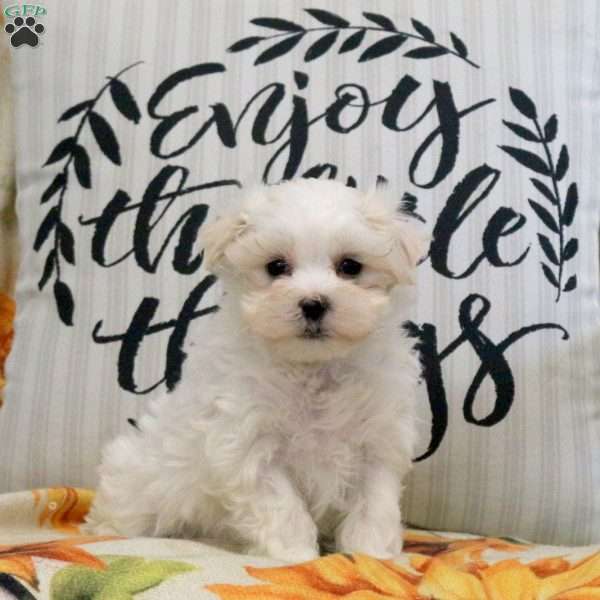 Ranger, Maltese Puppy