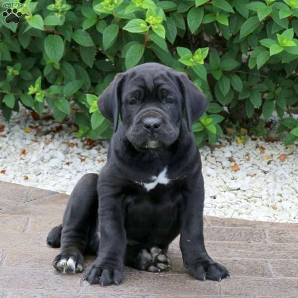 Ranger, Cane Corso Puppy
