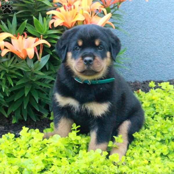 Ranger, Rottweiler Puppy