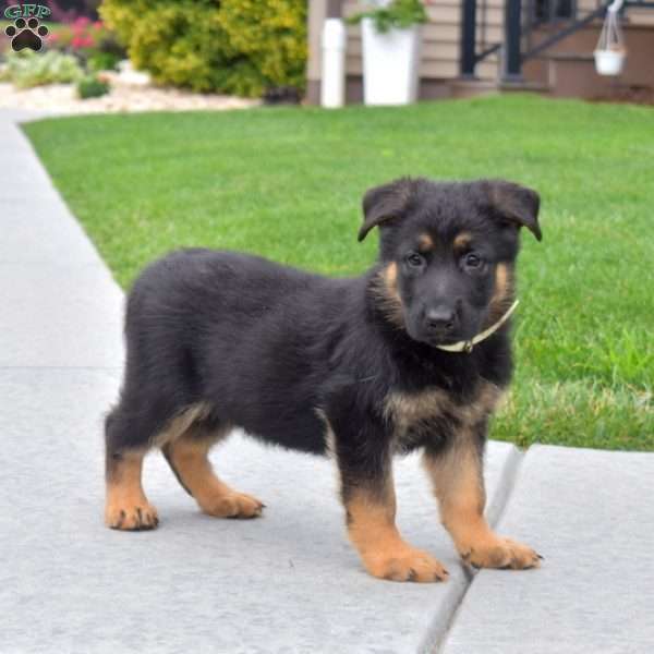 Ranger, German Shepherd Puppy
