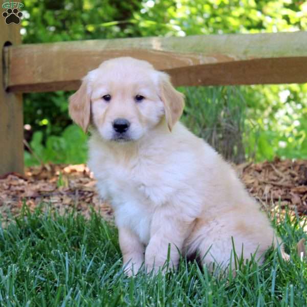 Ranger, Golden Retriever Puppy