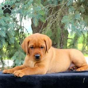 Ranger, Fox Red Labrador Retriever Puppy