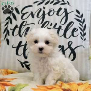 Ranger, Maltese Puppy