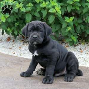 Ranger, Cane Corso Puppy