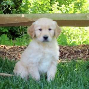 Ranger, Golden Retriever Puppy