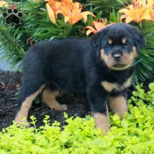 Ranger, Rottweiler Puppy