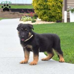Ranger, German Shepherd Puppy