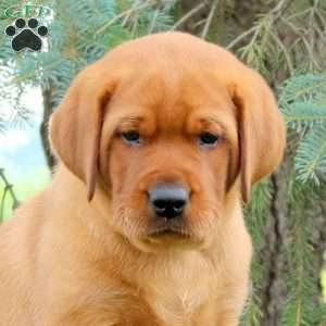 Ranger, Fox Red Labrador Retriever Puppy