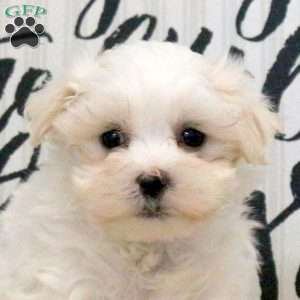 Ranger, Maltese Puppy