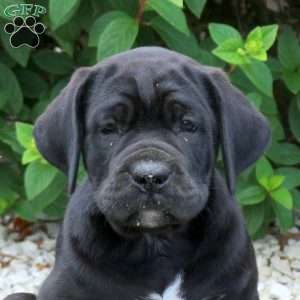 Ranger, Cane Corso Puppy